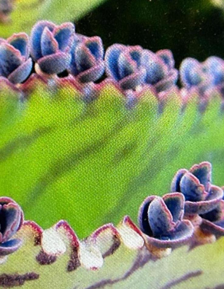 Lila’s paarsachtig 💜💜💜, Huis en Inrichting, Kamerplanten, Ophalen, Vetplant, Minder dan 100 cm, Bloeiende kamerplant