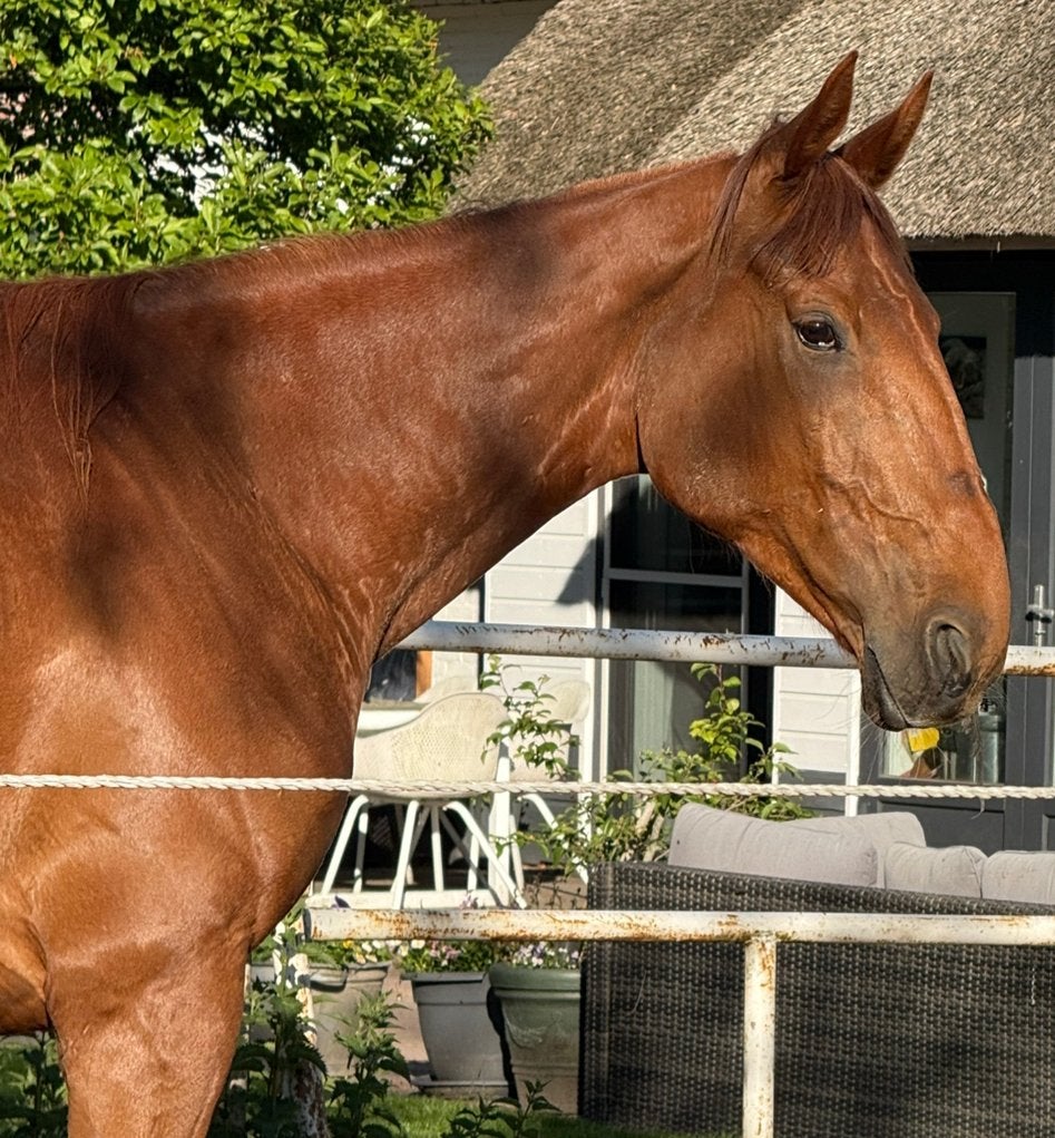Recreatie paard / lieve 7 jarige draver ruin, Ruin, Recreatiepaard, 3 tot 6 jaar