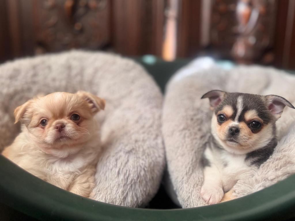 Prachtige rasechte Chihuahua pups, Parvo, 8 tot 15 weken, Meerdere, Meerdere dieren