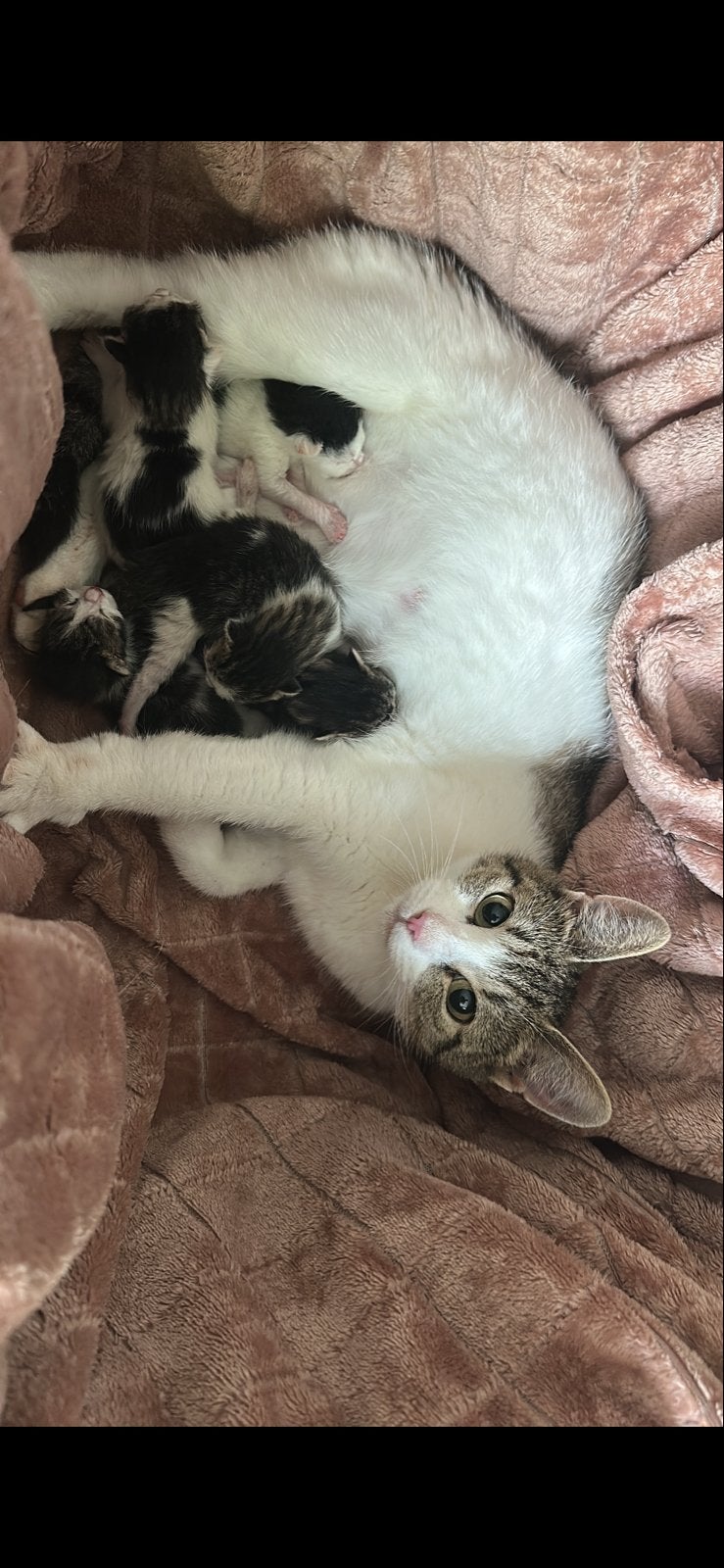 Wegens annulering nog 2 kittens zoeken een forever home, Dieren en Toebehoren, Katten en Kittens | Overige Katten, Meerdere dieren