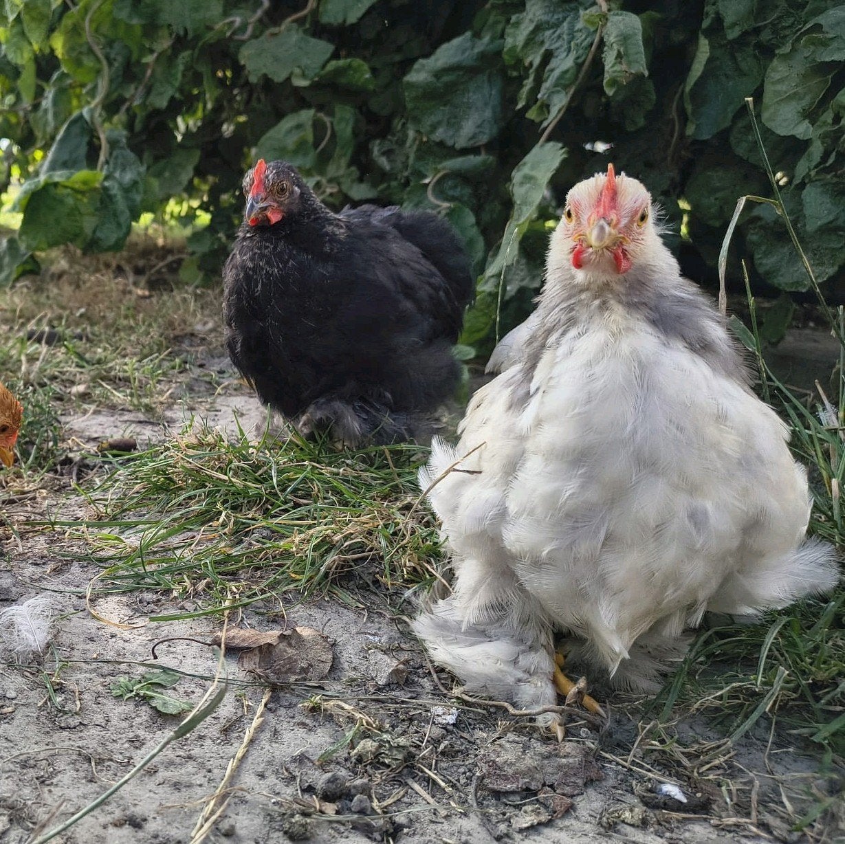 4 jonge hanen cochin kriel kip, Dieren en Toebehoren, Pluimvee