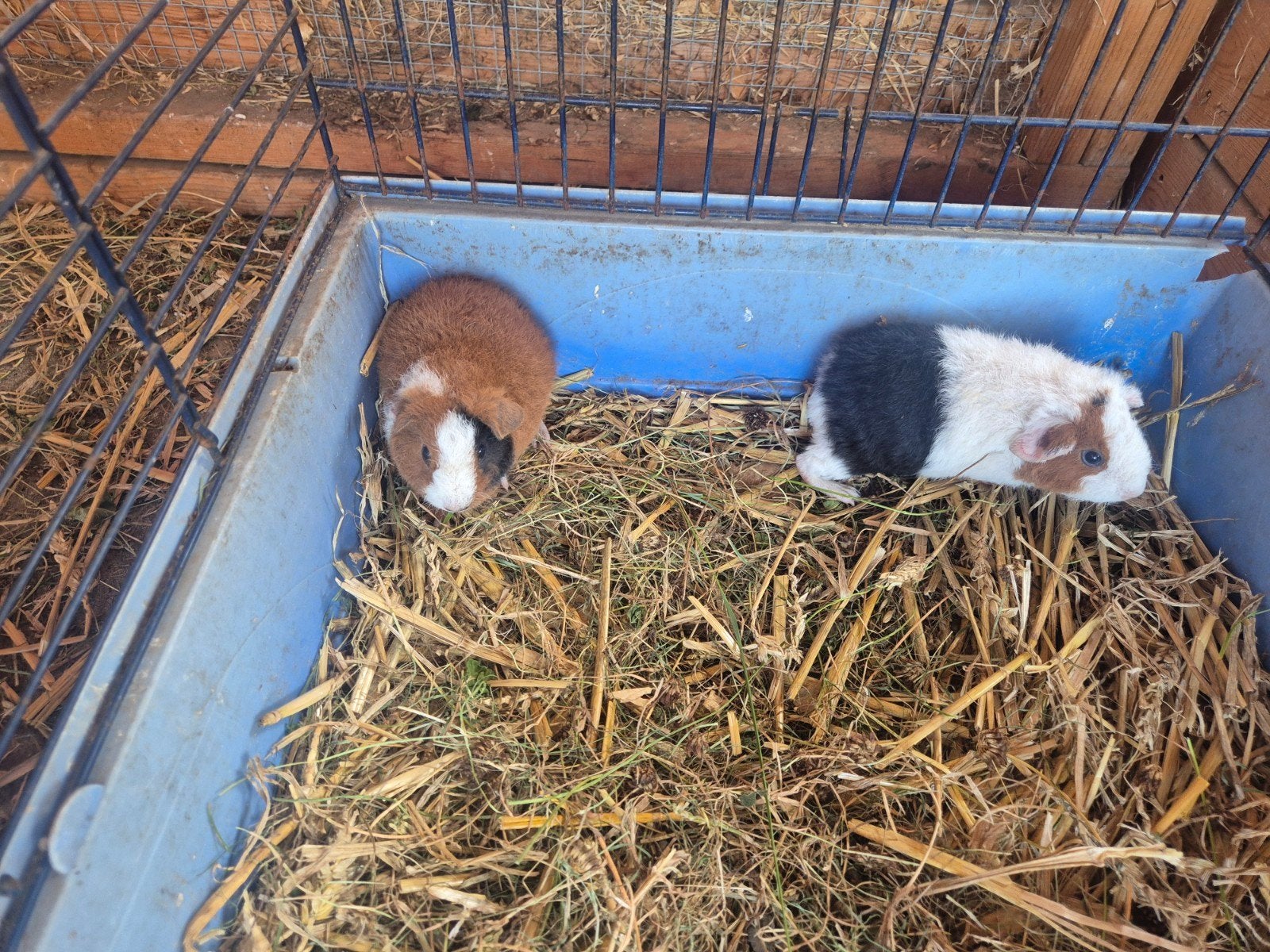 jonge cavia zeugjes, Dieren en Toebehoren, Cavia, Juli, Vrouwelijk, Tam
