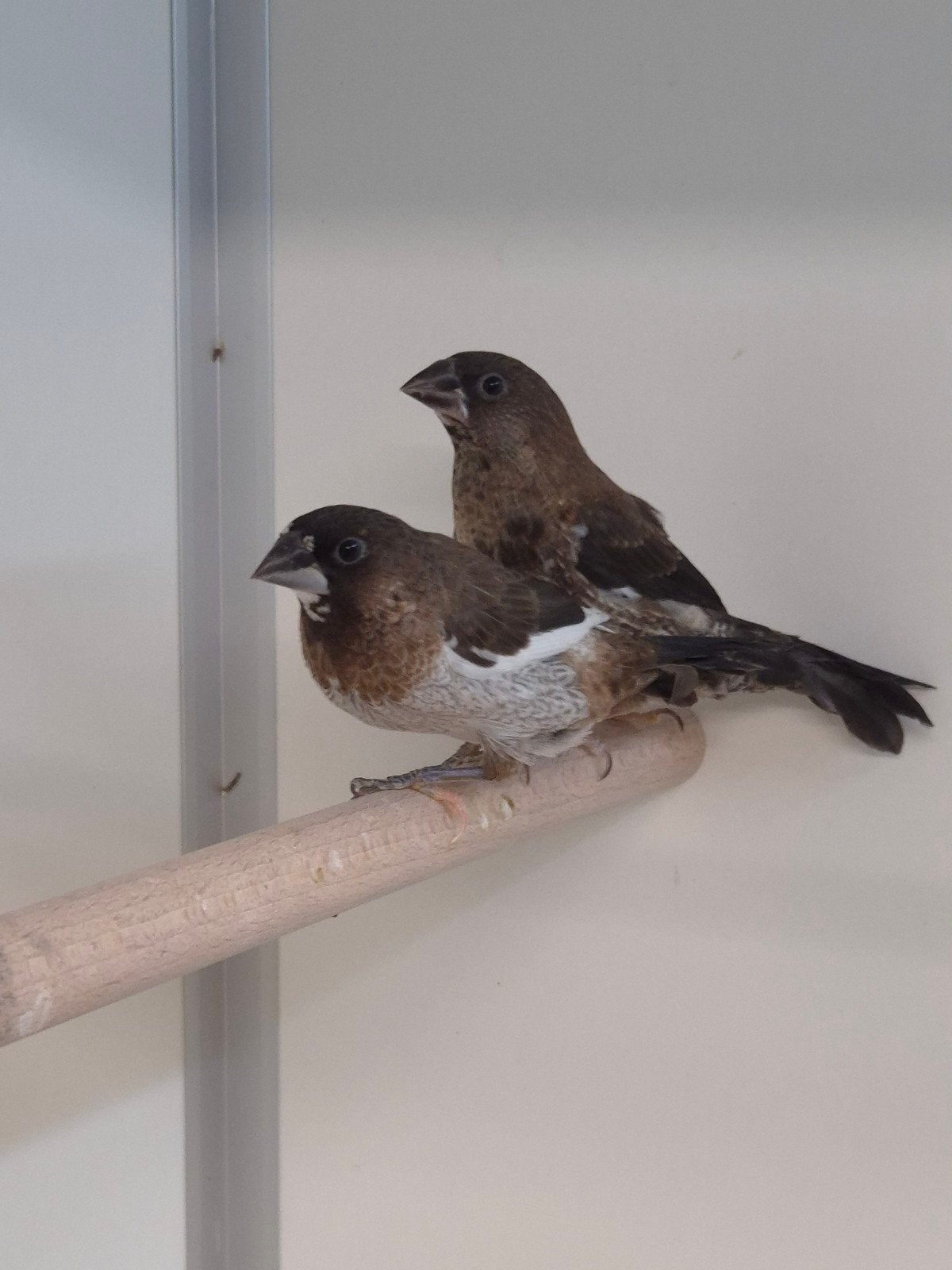 Ruime keuze Japanse meeuwen, Meerdere dieren, Tropenvogel