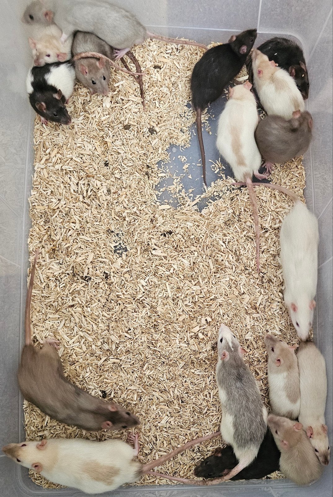 Mannelijke ratjes 28 maart en 8/10 april, Dieren en Toebehoren, Knaagdieren, Rat, April, Mannelijk, Tam