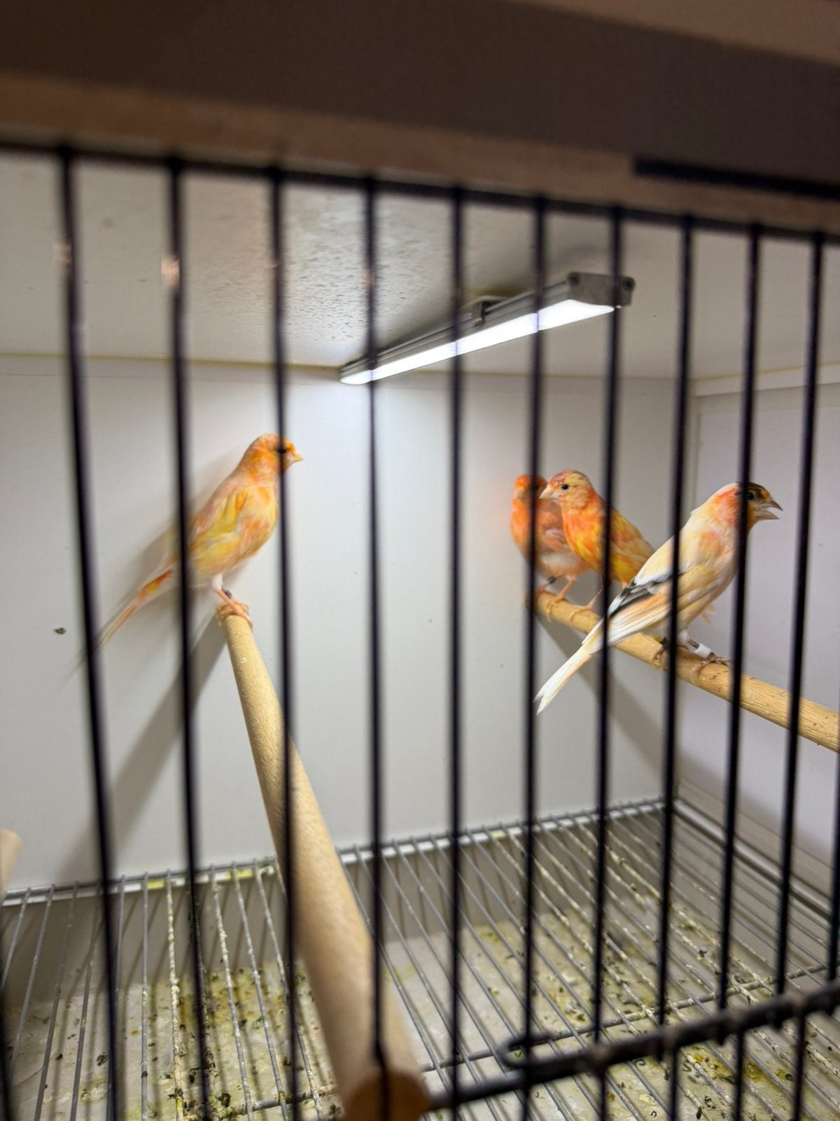 Rood kanarie, Dieren en Toebehoren, Meerdere dieren, Kleurkanarie
