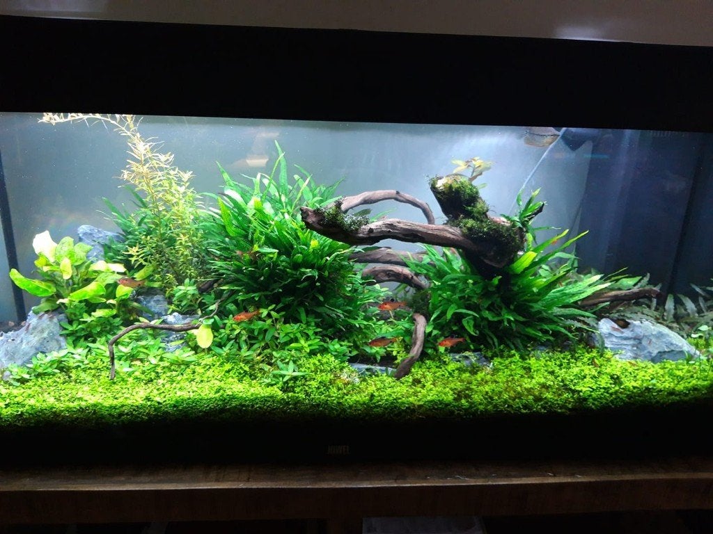 aquarium planten, altijd verse planten, bestel on line!, Ophalen of Verzenden, Nieuw, Plant(en), Steen of Hout, Overige merken