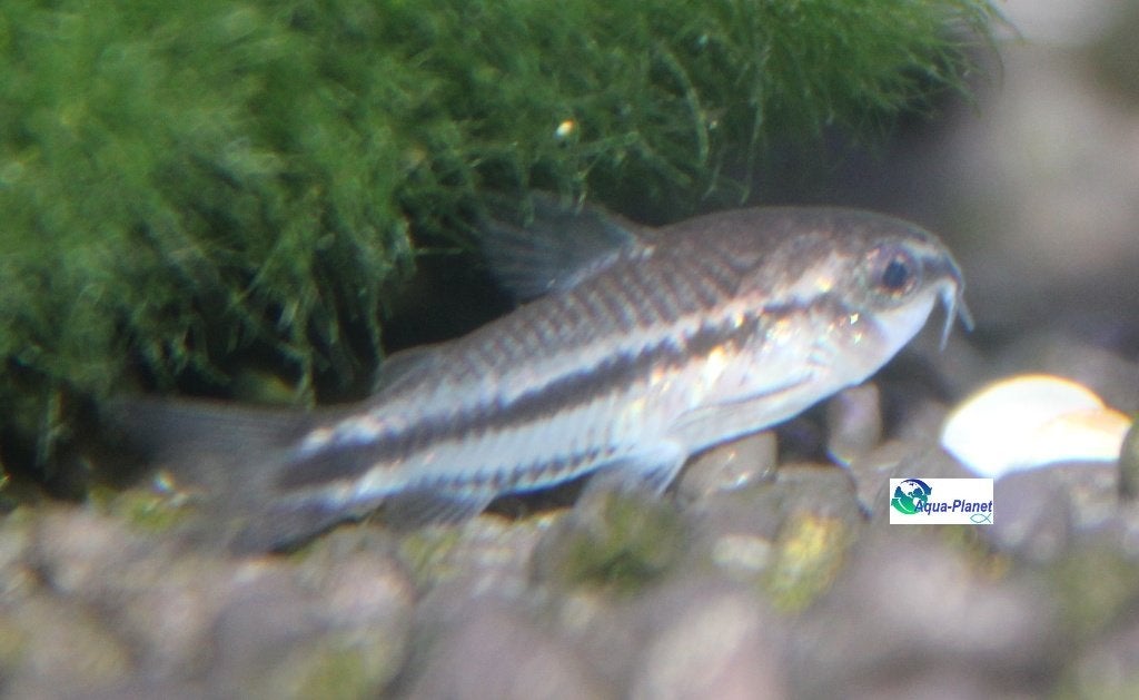 Corydoras pygmaeus, Vis, Zoetwatervis, Schoolvis