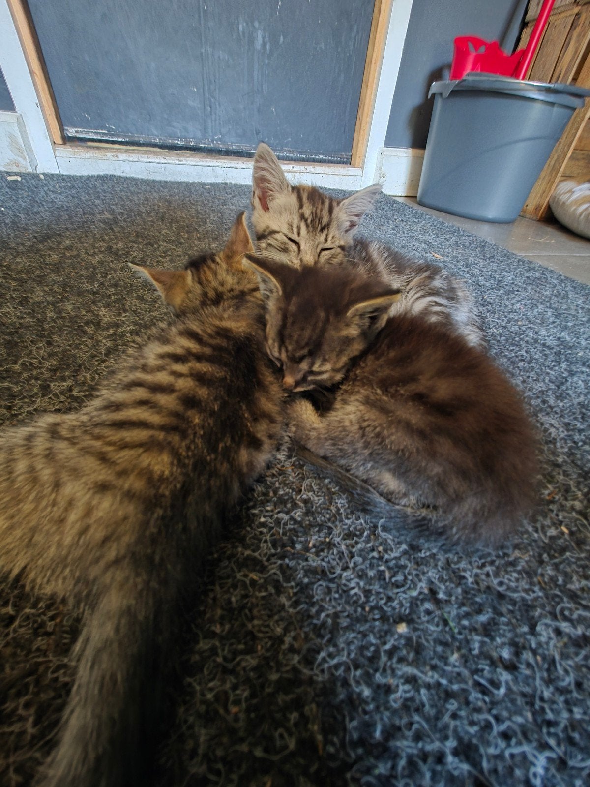 Boerderij Kittens nog 1 kater beschikbaar, Dieren en Toebehoren, Meerdere dieren
