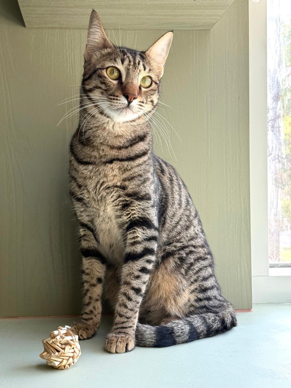 Arabische Mau kater van 1 jaar zoekt een liefdevol gezin, Kater, Gechipt, 0 tot 2 jaar