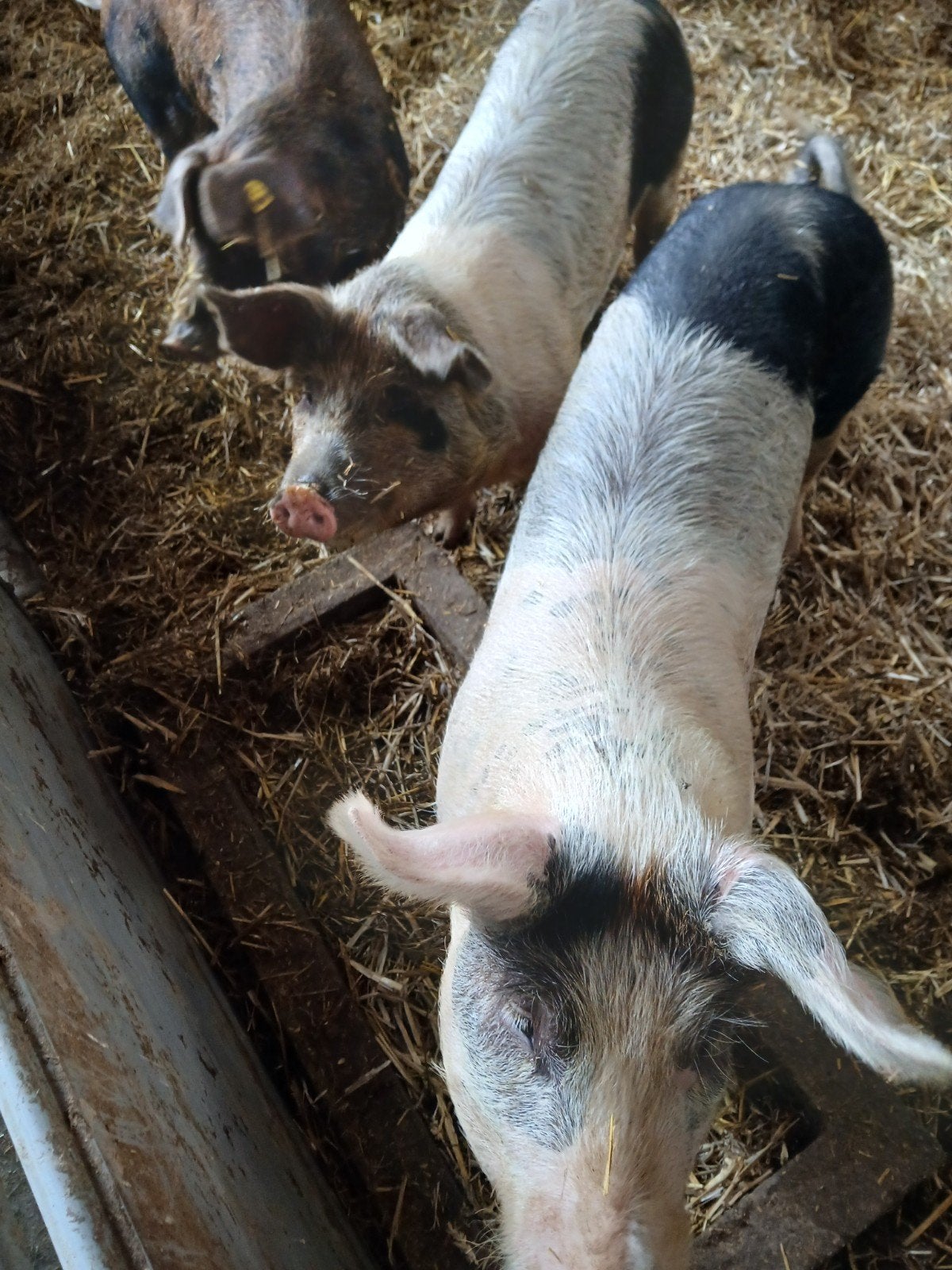 Varkens 8 maand, Vrouwelijk, Varken