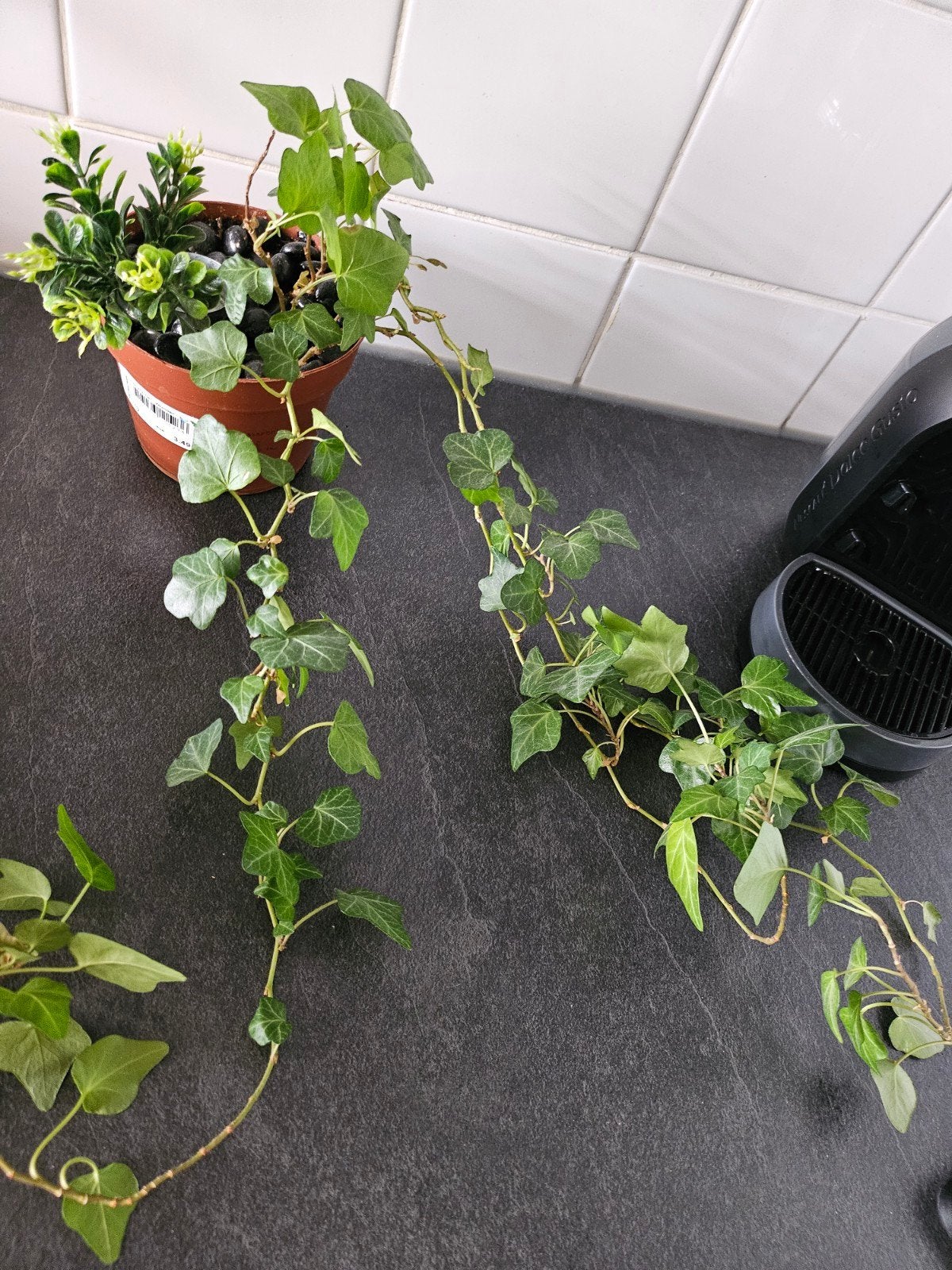 Hedera, Ophalen, Halfschaduw, Minder dan 100 cm