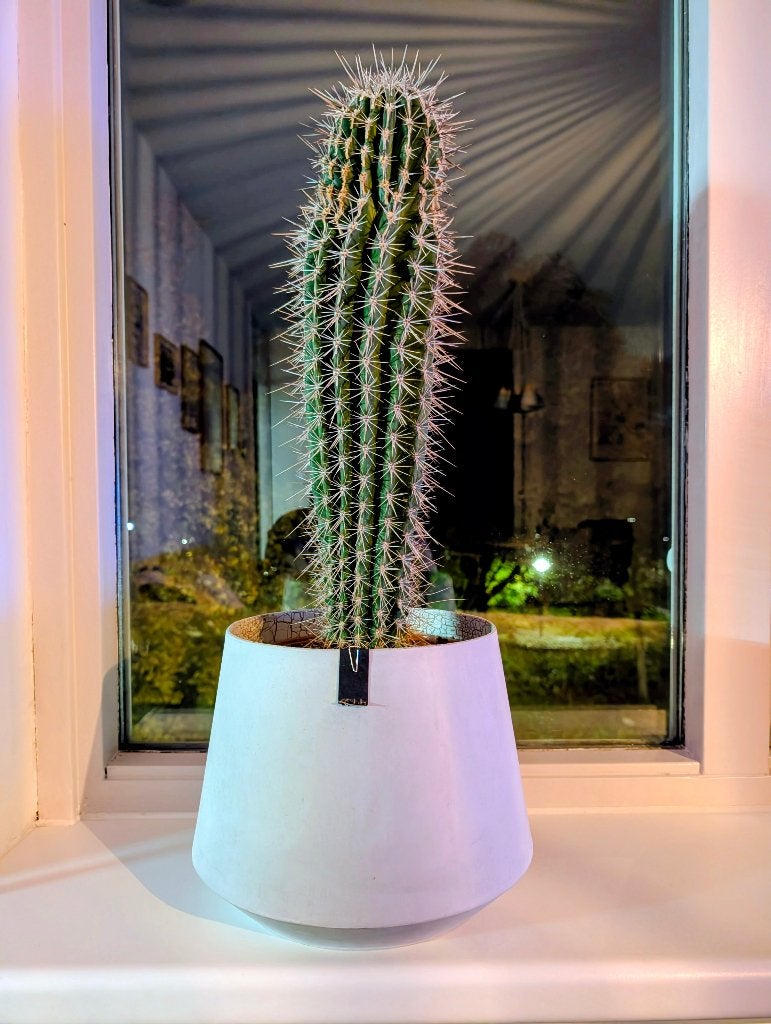 Grote Cactus in Stijlvolle Pot - Perfect voor Elk Interieur, Huis en Inrichting, Ophalen, 100 tot 150 cm, In pot, Cactus