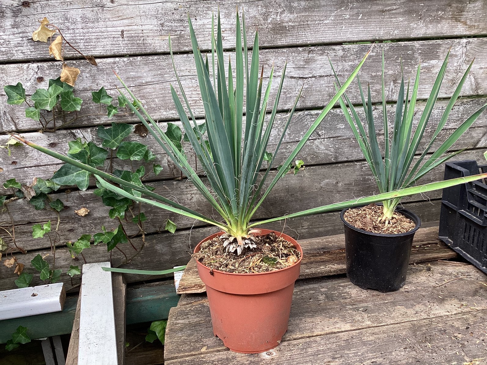 Yucca, Volle zon, Vaste plant, Zomer, Ophalen