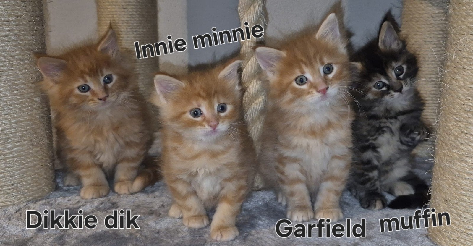4 mainecoon kittens, Dieren en Toebehoren, Katten en Kittens | Raskatten | Langhaar, Meerdere dieren, Gechipt, 0 tot 2 jaar
