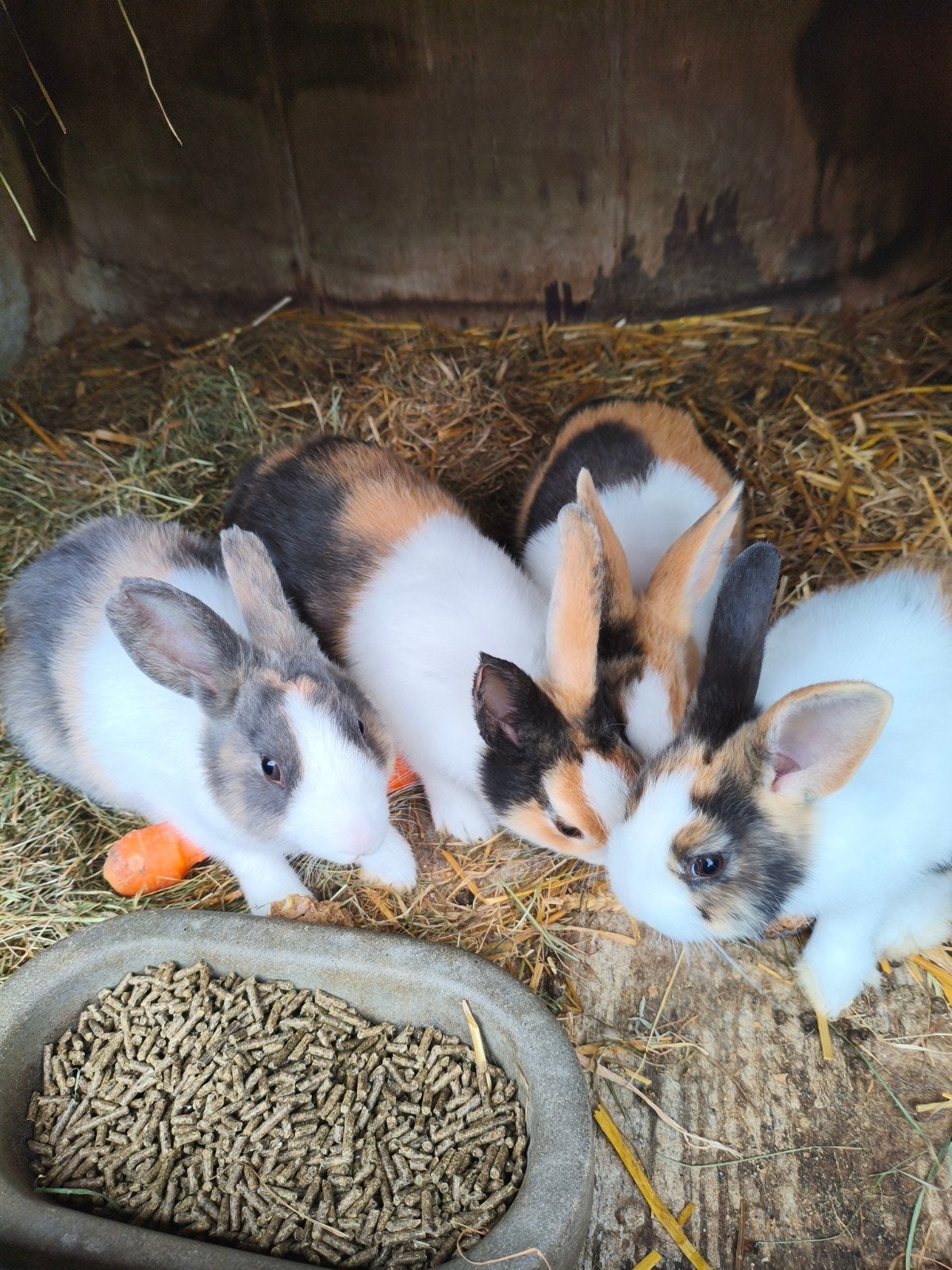 konijnen te koop, Dieren en Toebehoren, Konijnen, Meerdere dieren