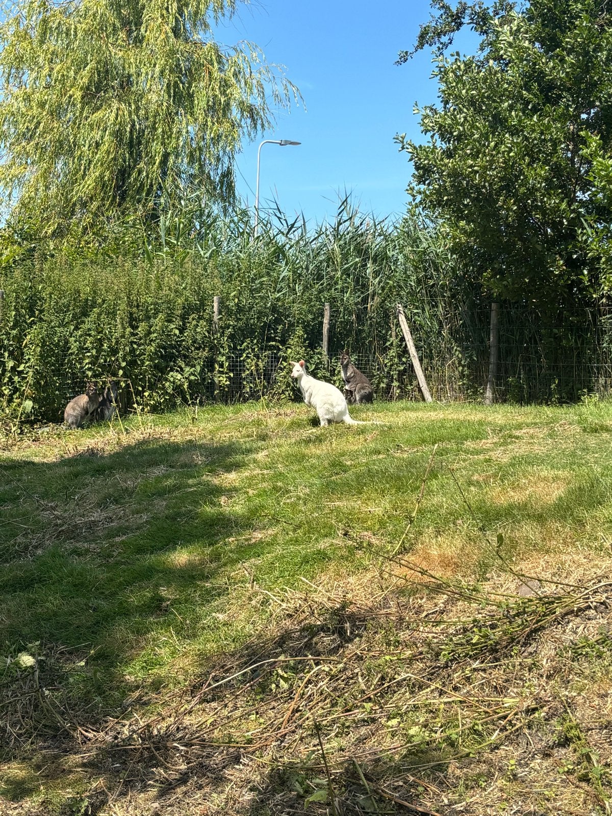 Walliby kangoeroe groep, Dieren en Toebehoren, Maart, Meerdere dieren