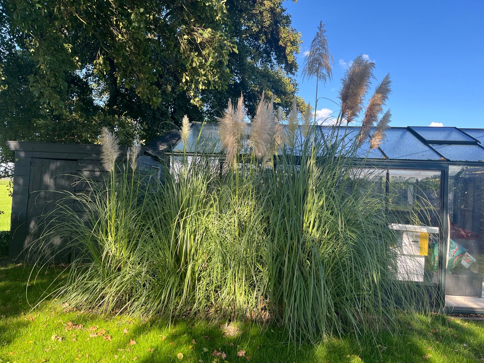 Pampasgras (Cortaderia selloana), Ophalen, Volle zon, Vaste plant, Siergrassen