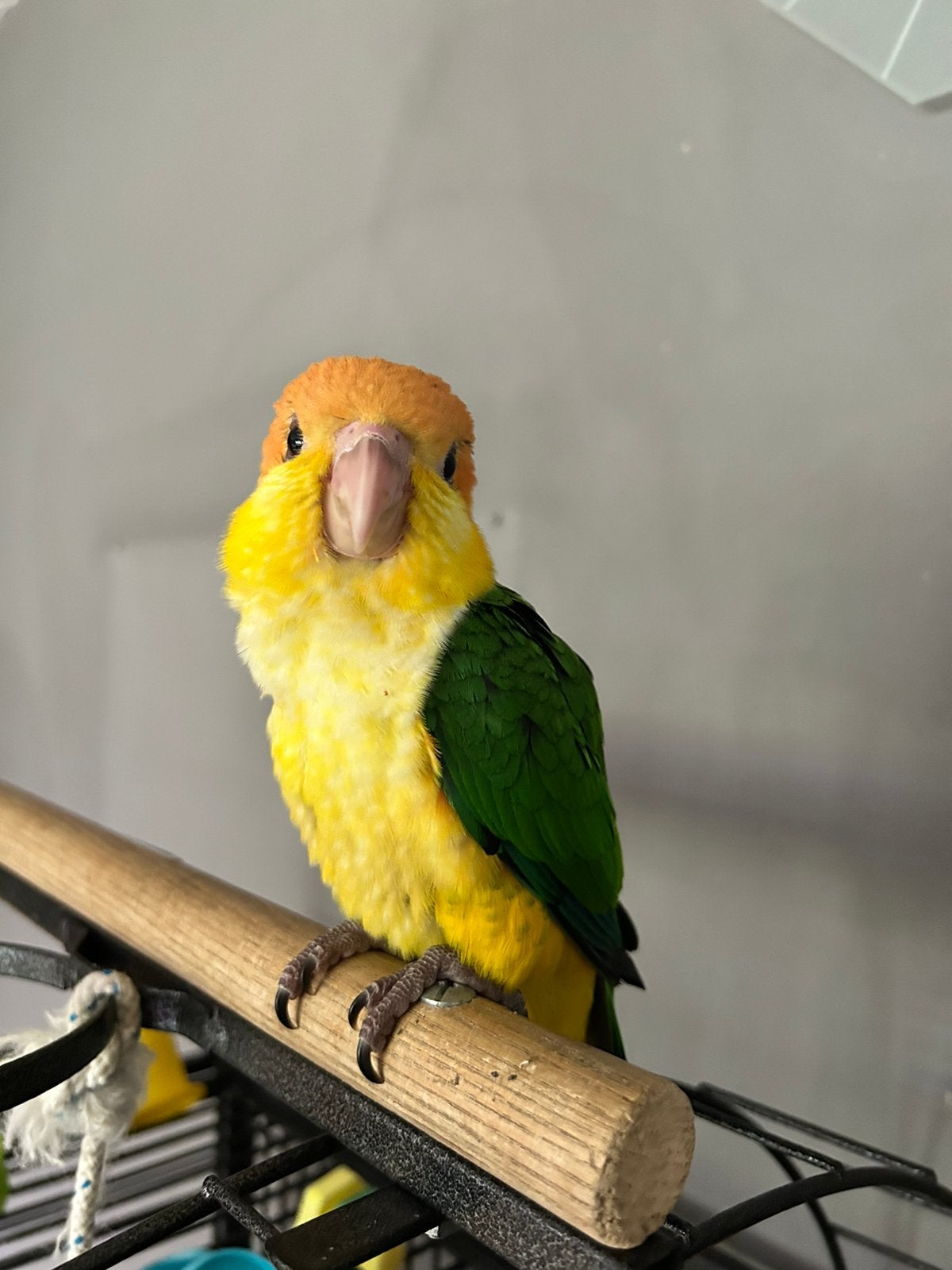 Super Handtam roestkop caique popje, Dieren en Toebehoren, Vrouwelijk, Papegaai, Geringd
