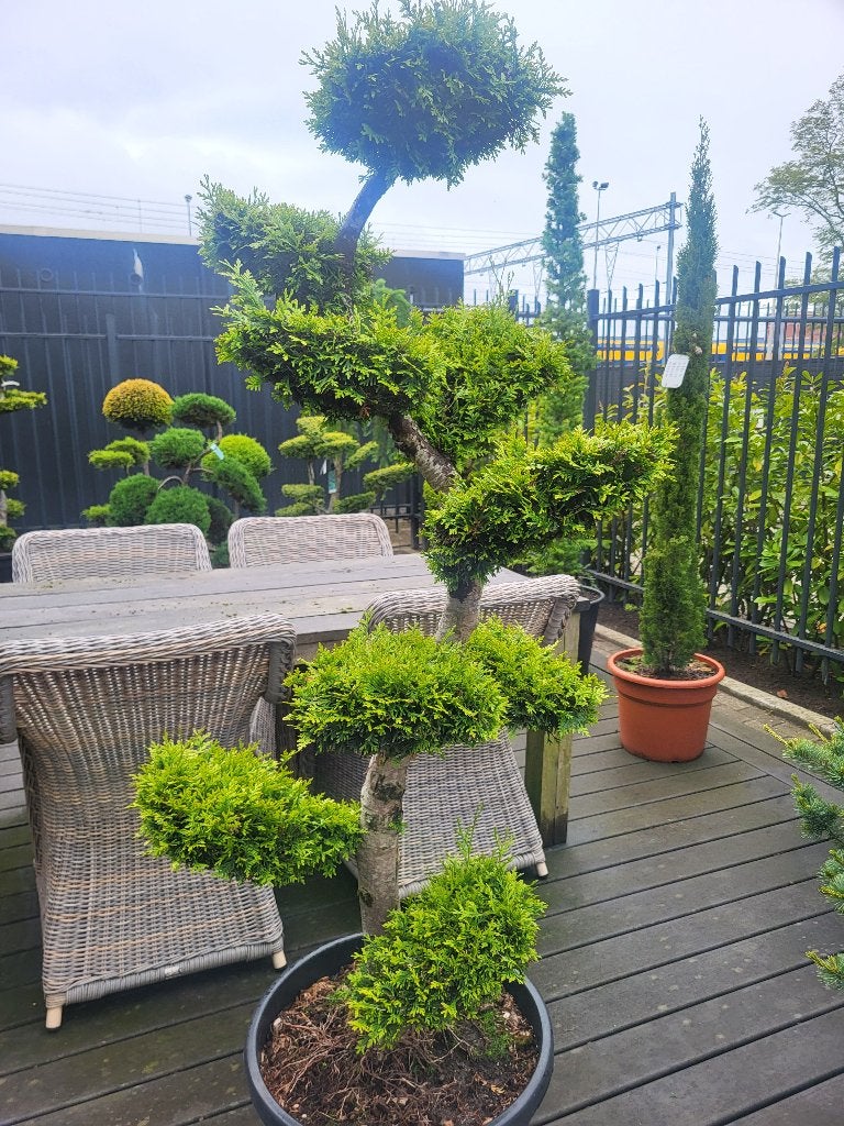 Thuja occidentalis Brabant Bonsai, Bloeit niet, Leiboom, Halfschaduw, 100 tot 250 cm