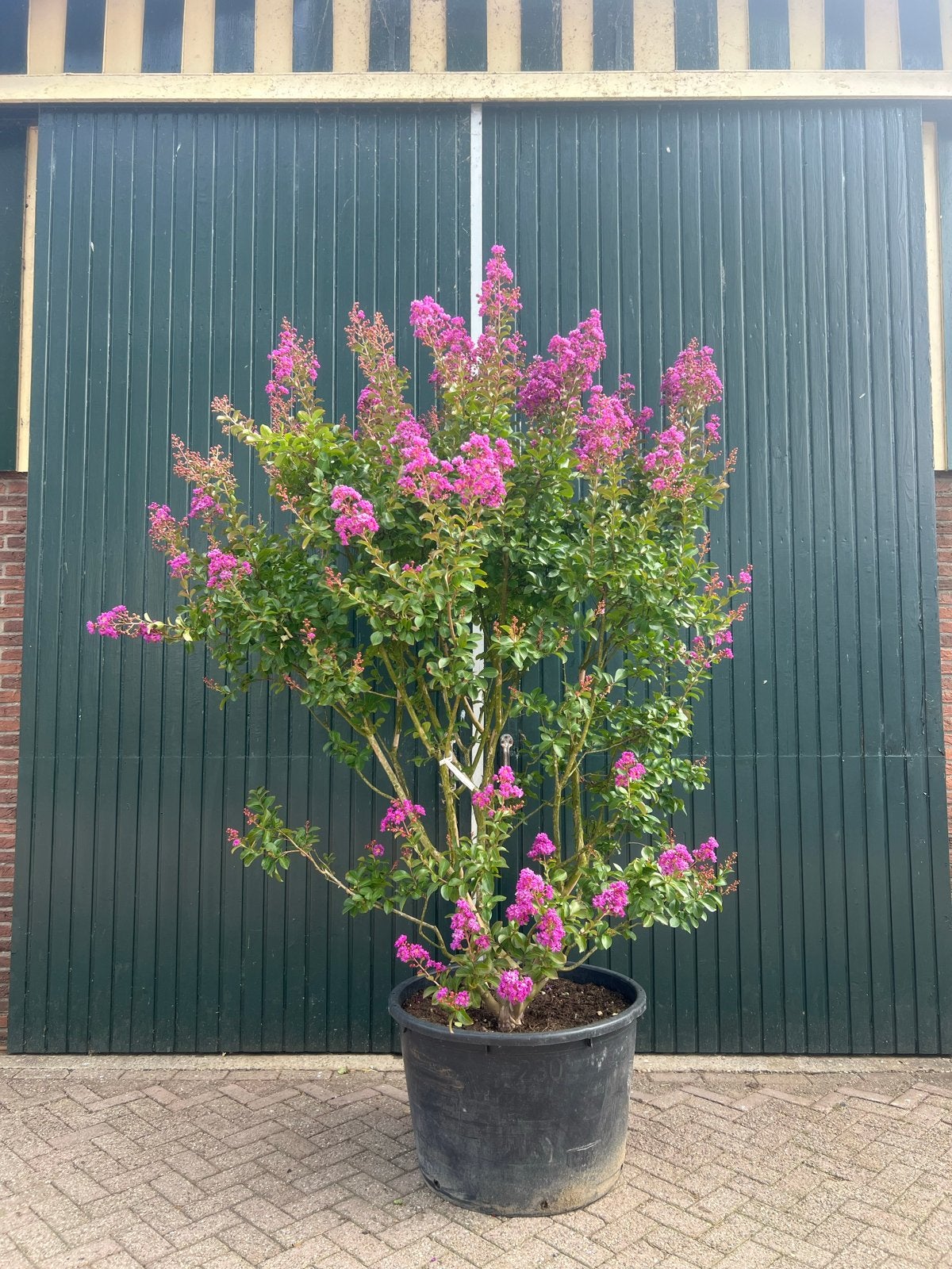 Lagerstroemia Super Violacea - 225-250 cm - 230L Pot, Overige soorten, 100 tot 250 cm, Zomer, Ophalen