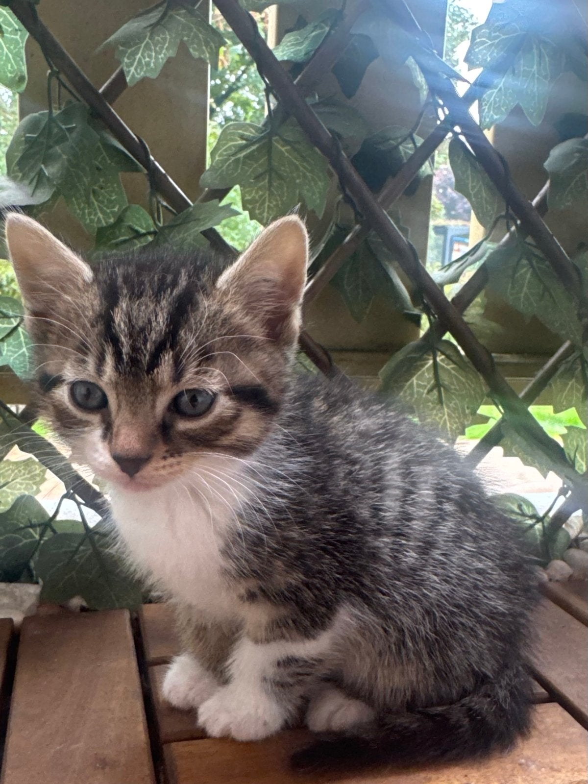 Huiselijke kittens aangeboden, Meerdere dieren