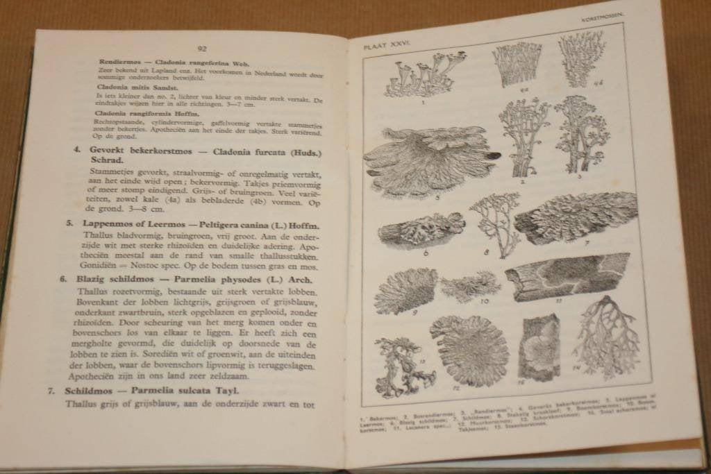 Wat vind ik in de duinen? - Excursieboek 1950, Boeken, Natuur, Ophalen of Verzenden, Gelezen, Bloemen, Planten en Bomen
