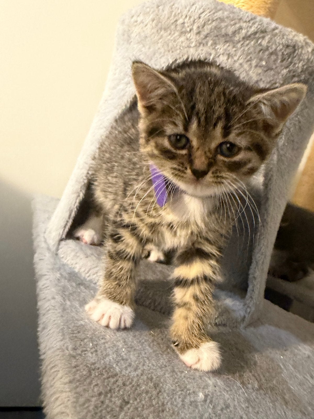 Prachtige sociale kittens – Brits/Ragdoll achtergrond, Dieren en Toebehoren, Meerdere dieren, Kortharig, 0 tot 2 jaar