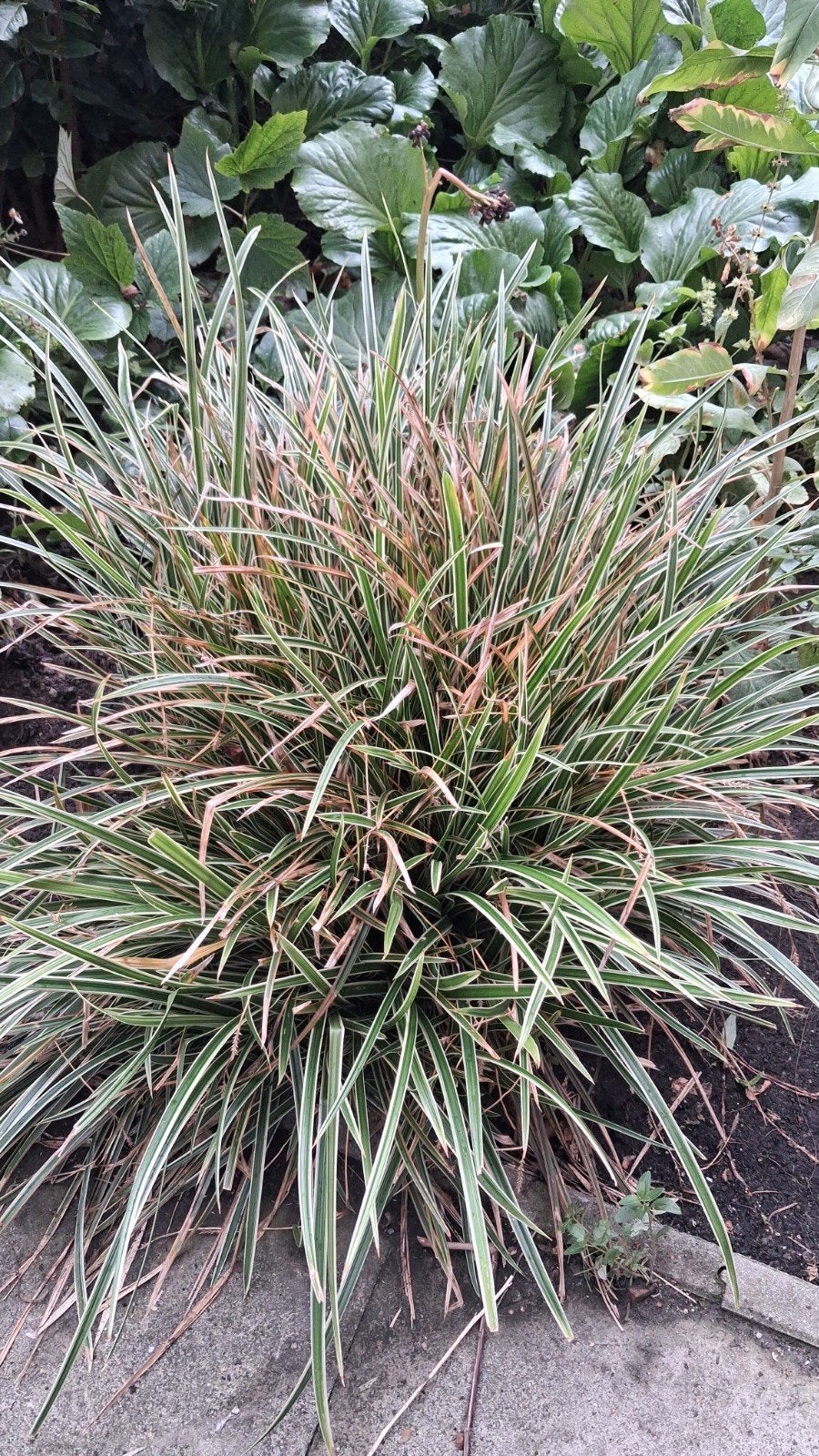 Japanse zegge siergras tuinplant, Ophalen, Siergrassen, Halfschaduw