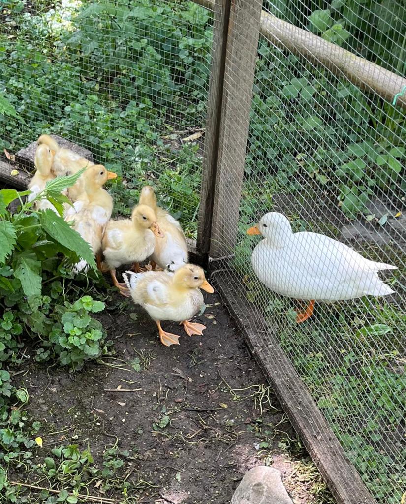 Te koop jonge kwakertjes, Dieren en Toebehoren, Pluimvee, Eend, Geslacht onbekend