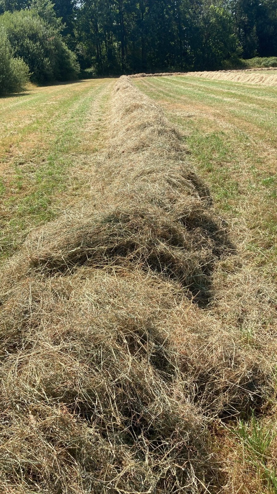 Heel mooi paarden hooi te koop, Ophalen, Overige soorten