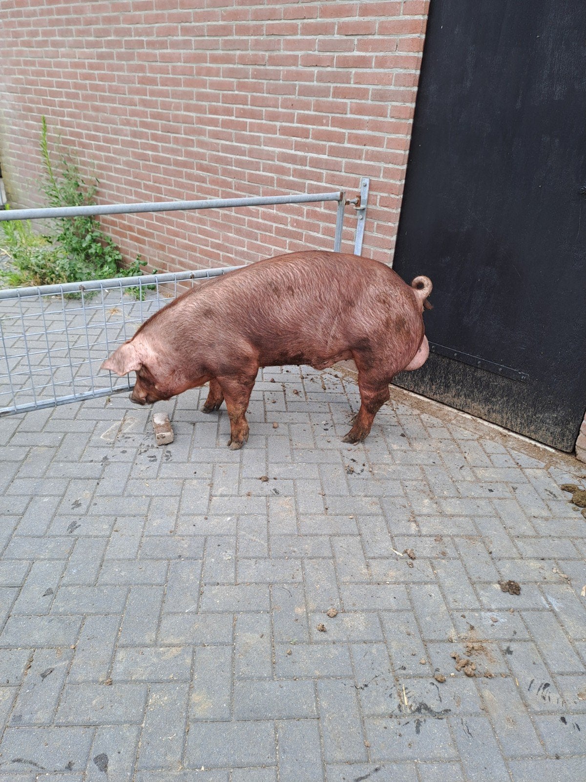 Duroc beer te koop, Dieren en Toebehoren, Mannelijk, Varken