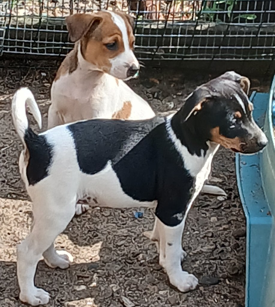 Boerenfox pups/puppies, Parvo, Reu, 8 tot 15 weken, Eén hond