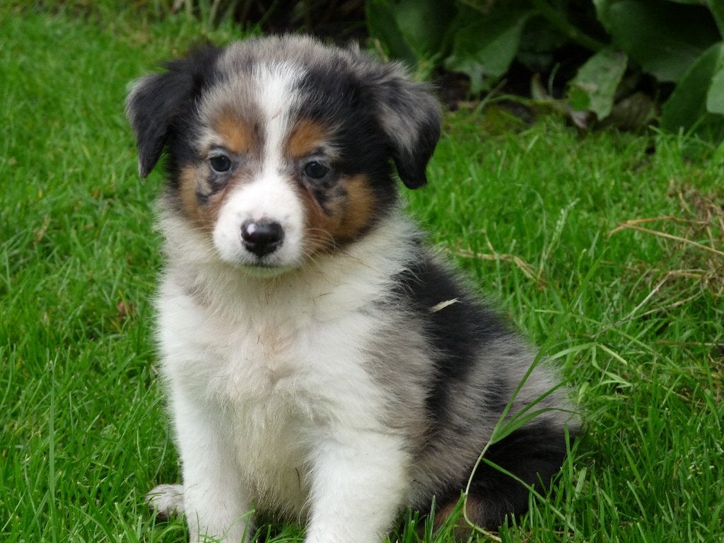 mooie border collie pups mogen het nest verlaten, Parvo, 8 tot 15 weken, Collie, Meerdere