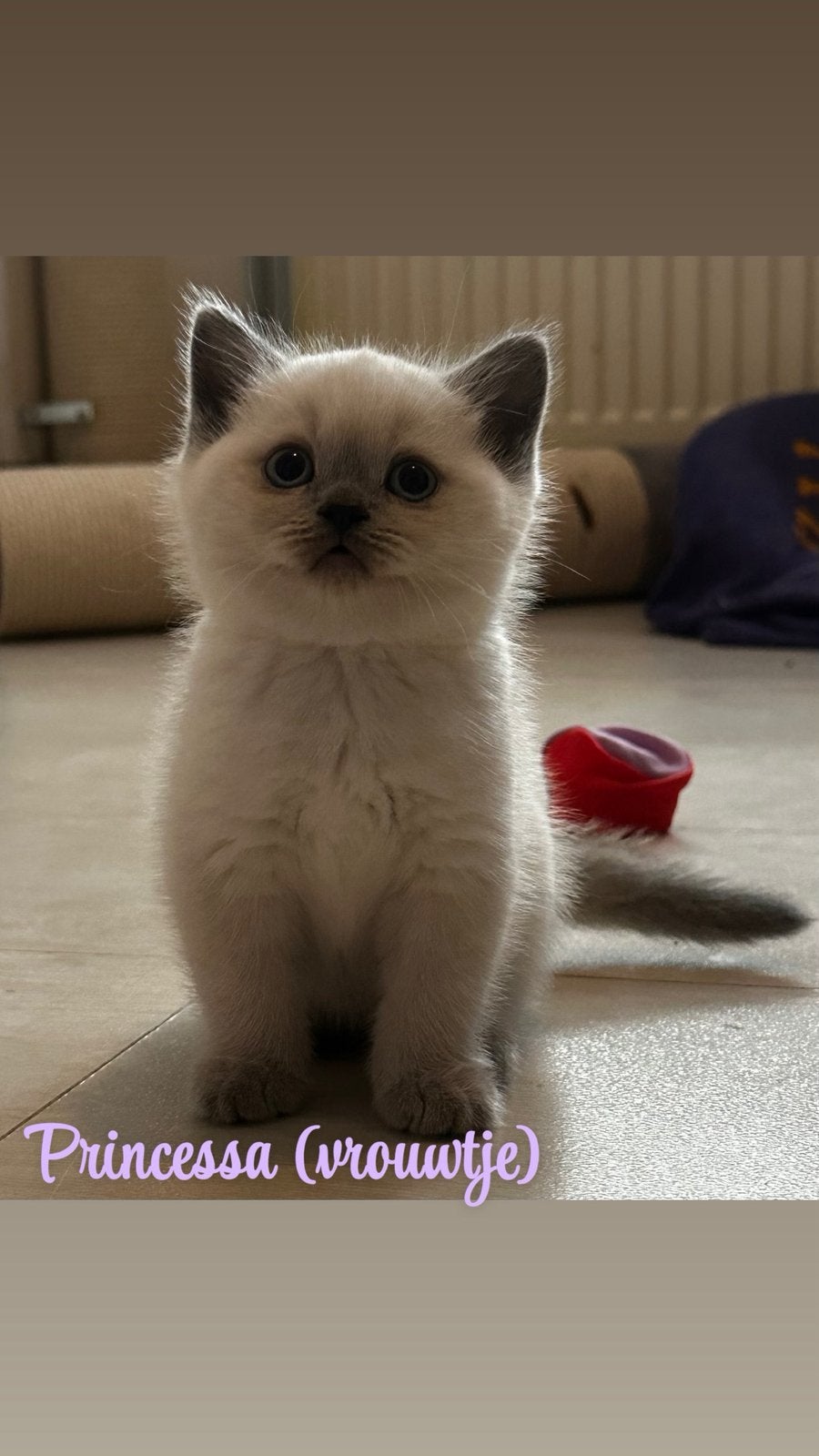 Droomkittens gezocht? Britse Korthaar kittens beschikbaar, Meerdere dieren, Ontwormd, 0 tot 2 jaar