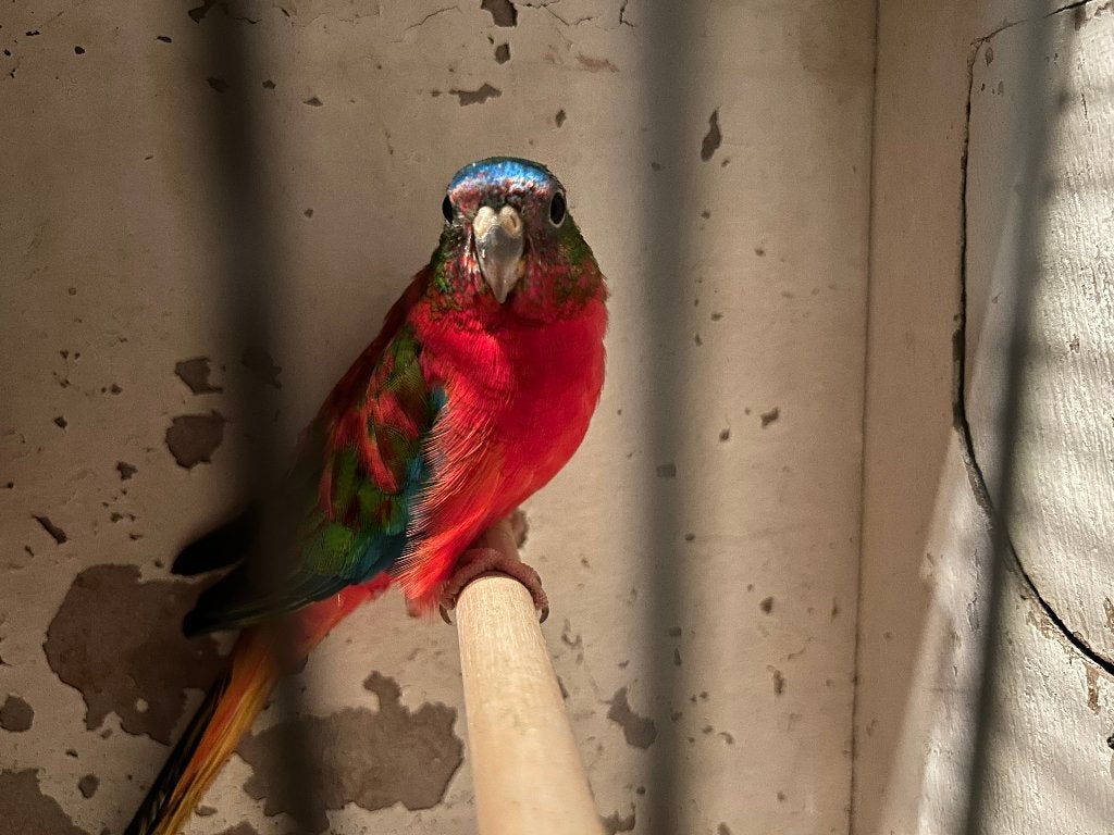 Turqoisine parkiet, Meerdere dieren, Parkiet, Geringd