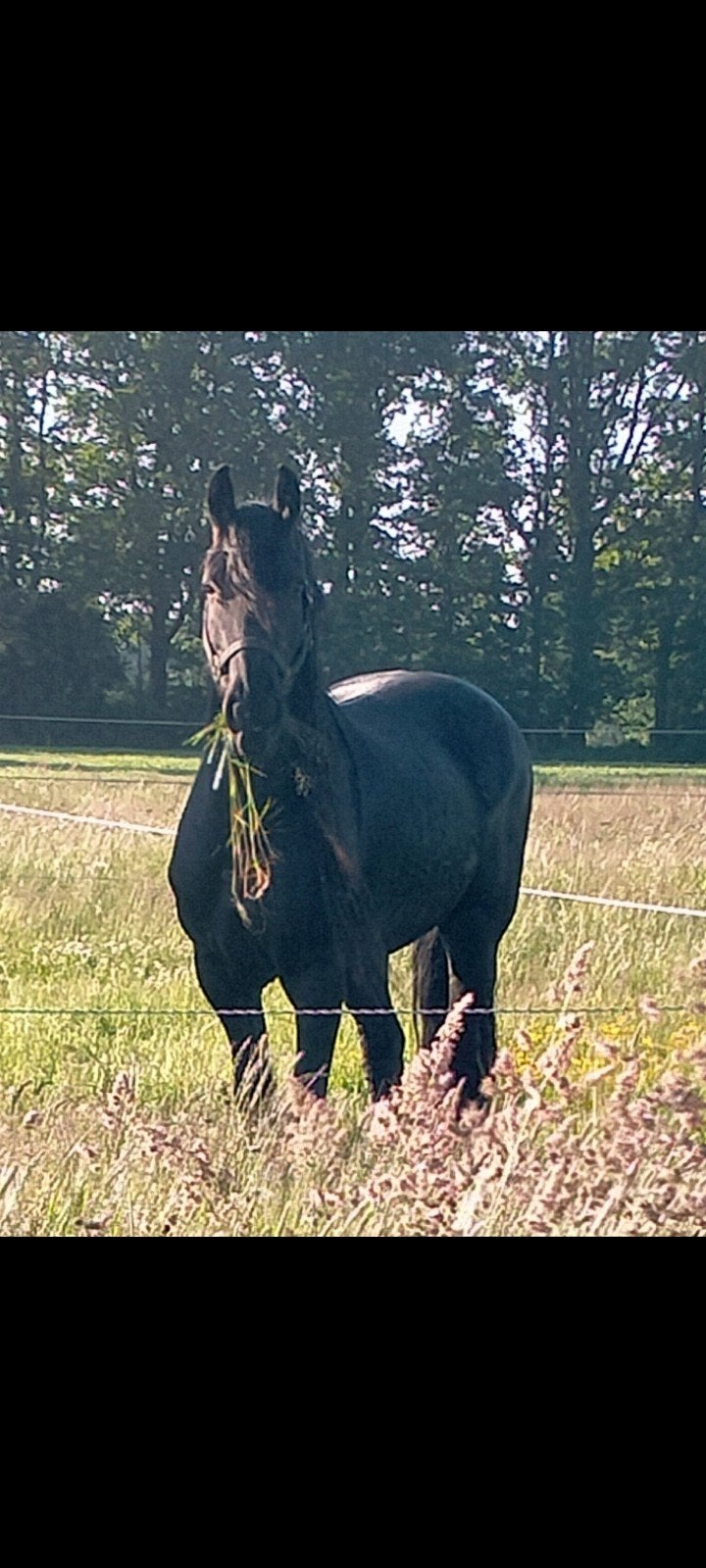Fries paard 13 jaar, Dieren en Toebehoren, Merrie