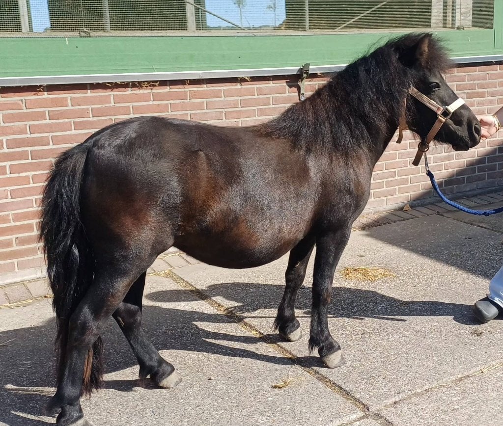 Grote maat shetlander, Dieren en Toebehoren, Merrie, 0 tot 2 jaar, A pony (tot 1.17m), Onbeleerd