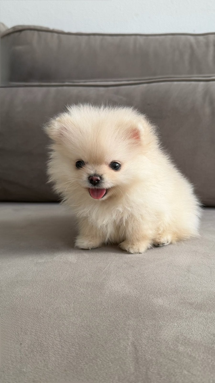 Pomeriaan puppy’s te koop, Keeshond, 8 tot 15 weken, Teef, Meerdere