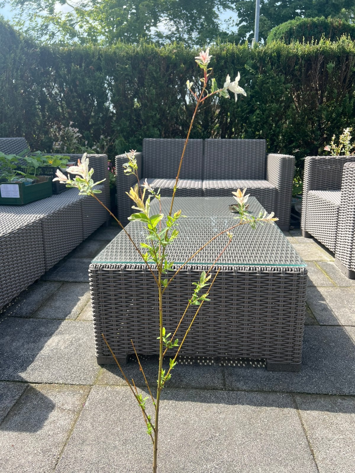 Salix integra, Ophalen of Verzenden, Overige soorten, Volle zon