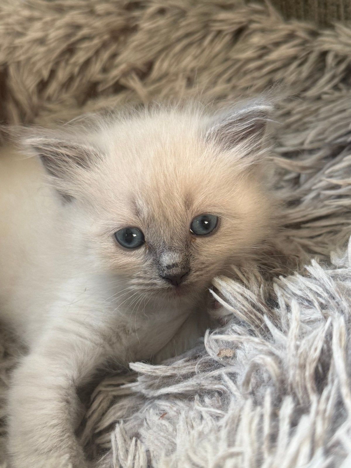 💞Superlieve Ragdoll kittens - met de fles groot gebracht 💞, Meerdere dieren, Gechipt, 0 tot 2 jaar