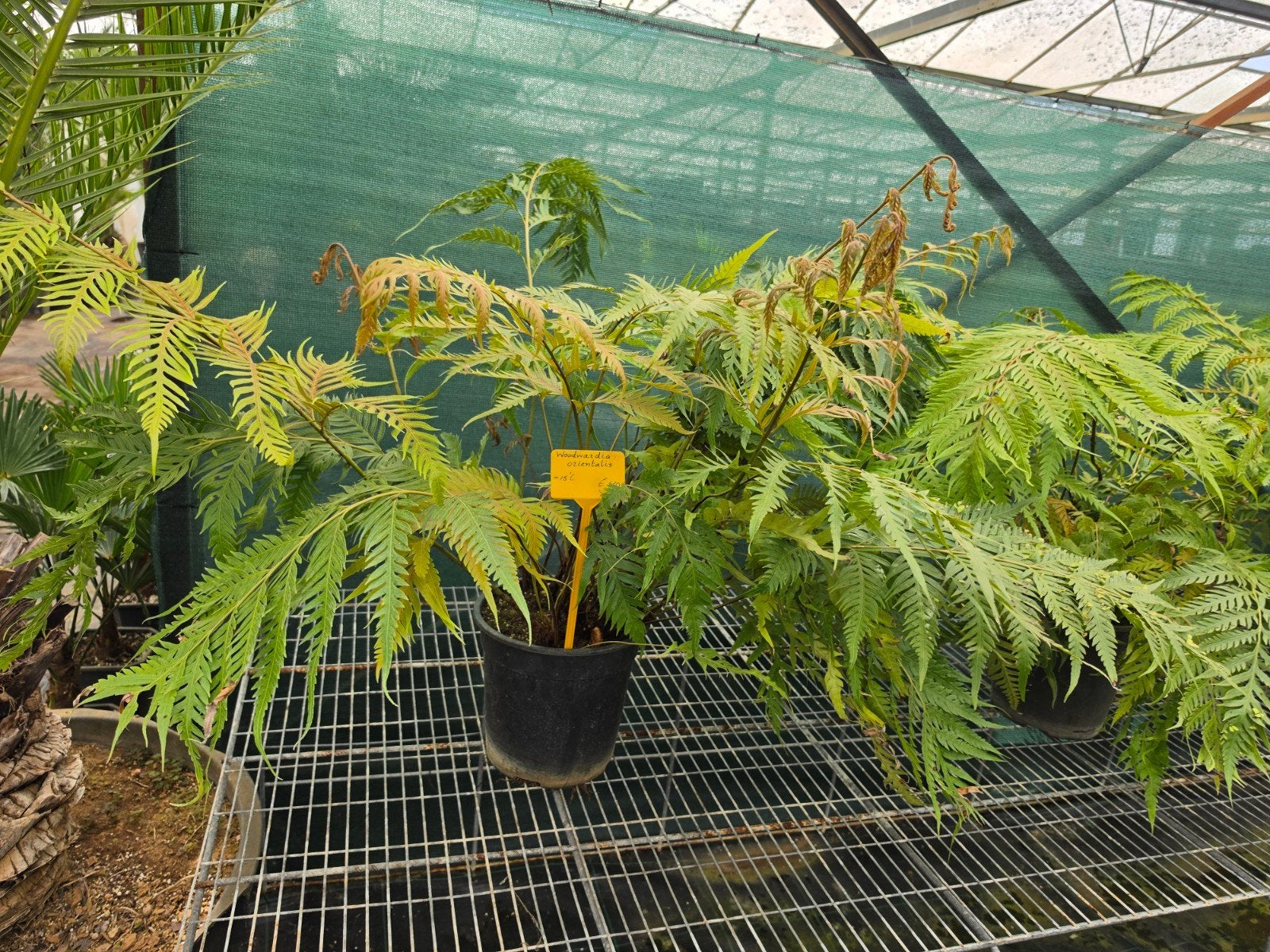 Woodwardia orientalis varen, Tuin en Terras, Planten | Tuinplanten, Ophalen, Overige soorten, Volle zon