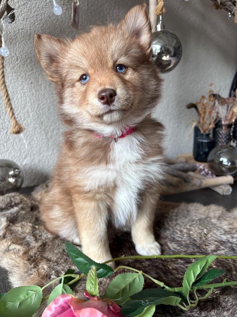 Pomsky f3 meisje - MAG VERHUIZEN, Parvo, 8 tot 15 weken, Poolhond, Meerdere