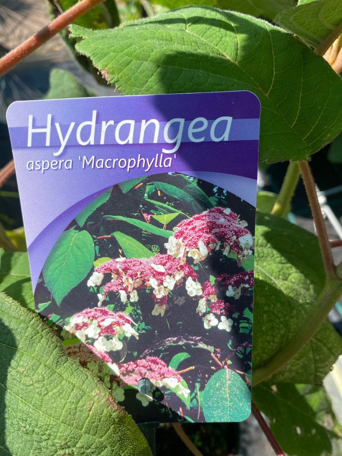 Hydrangea aspera 'Macrophylla' - Prachtige Hortensia, Vaste plant, Halfschaduw, Zomer, Ophalen