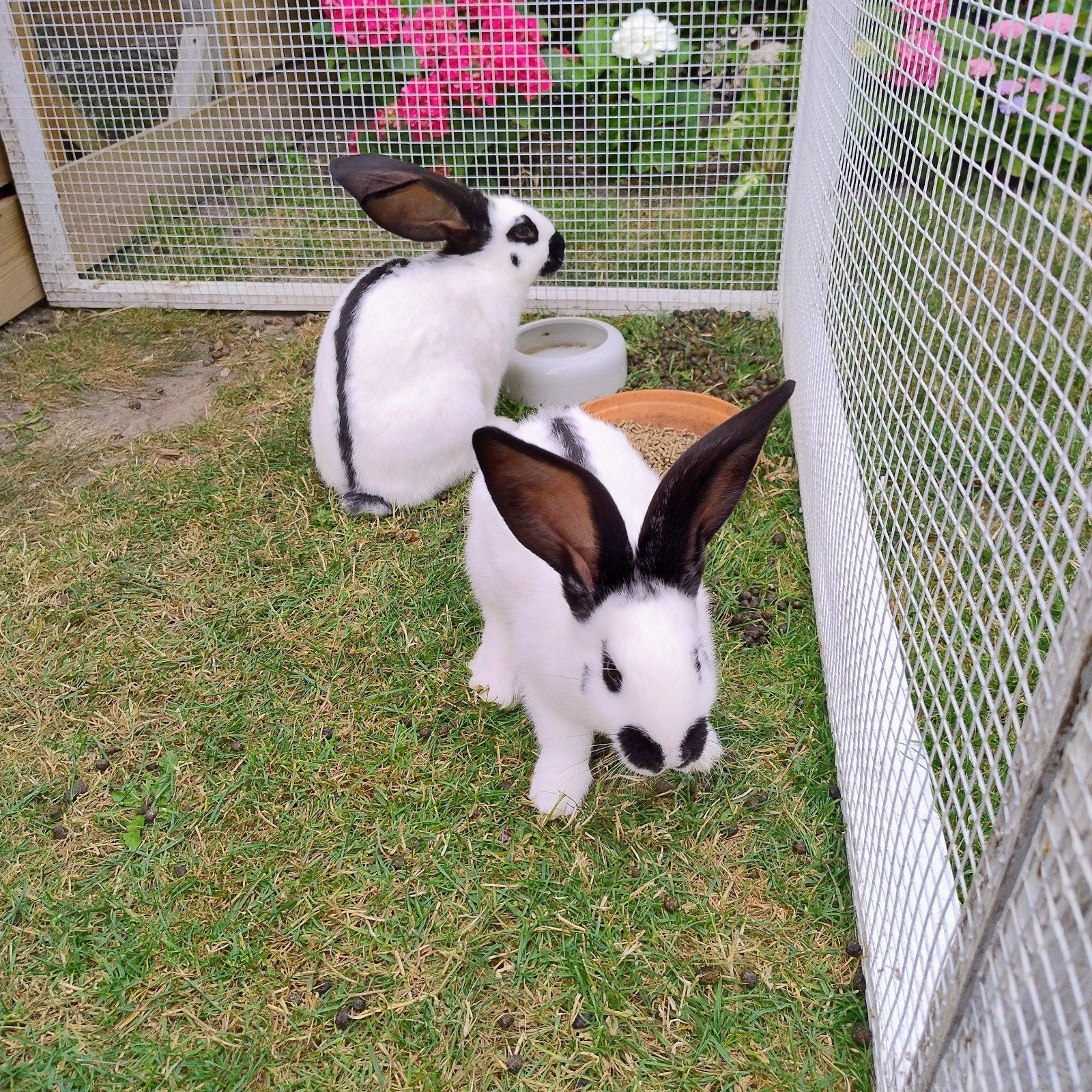 Koppeltje konijnen, Dieren en Toebehoren, Konijnen, Meerdere dieren, Groot