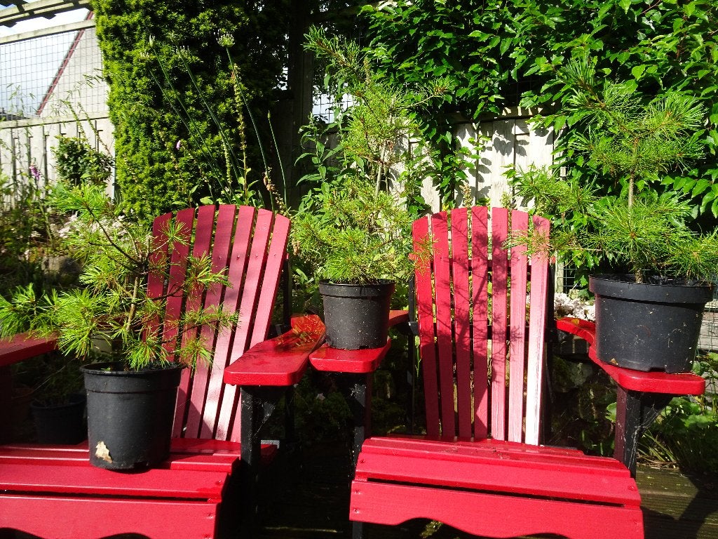 Pinus Parviflora Glauca, Tuin en Terras, Planten | Bomen, Volle zon, Bloeit niet, Minder dan 100 cm, Overige soorten