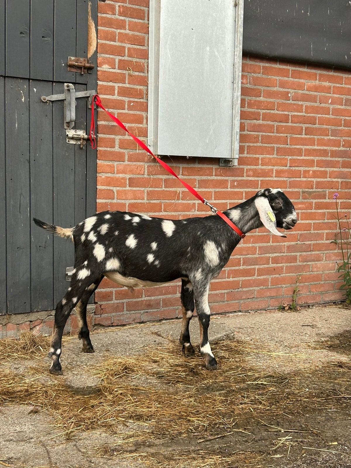 Anglo Nubische, Wit en Toggenburger jonge fok bokken dekrijp, Mannelijk, Geit, 0 tot 2 jaar