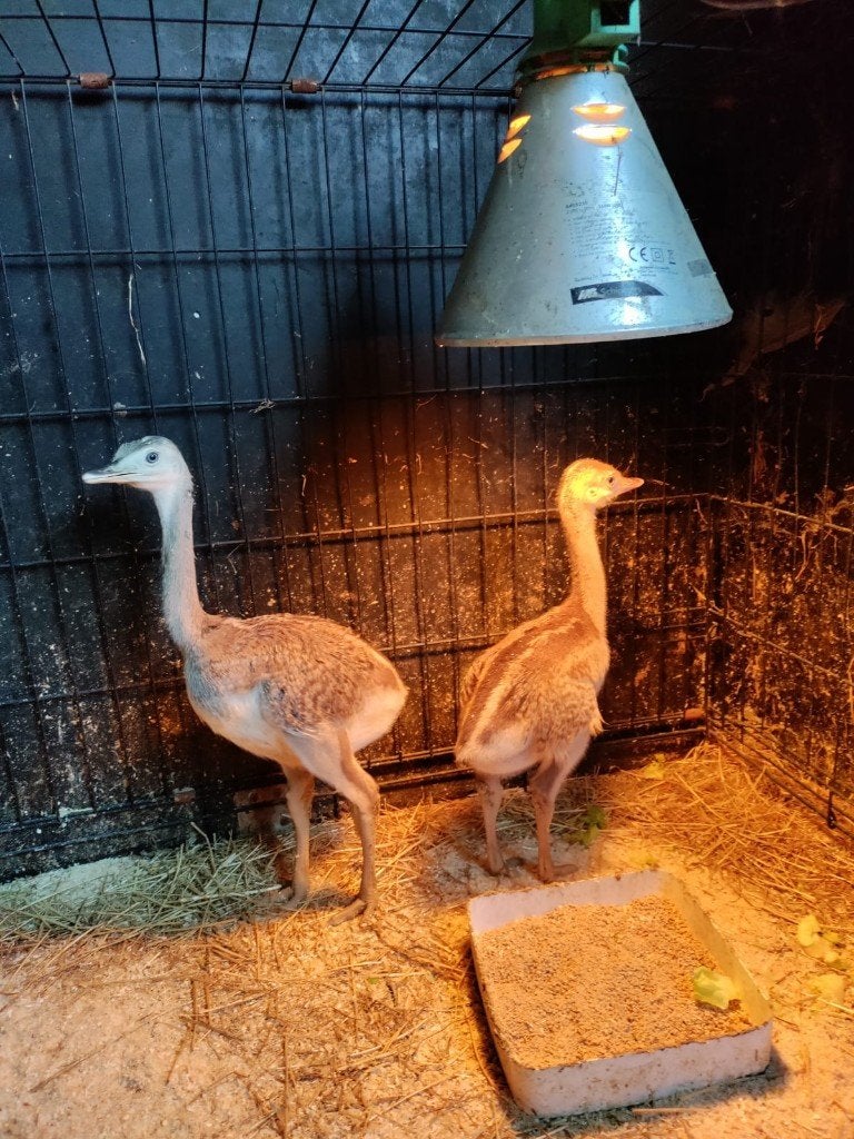 Nandoe kuikens, Dieren en Toebehoren, Meerdere dieren