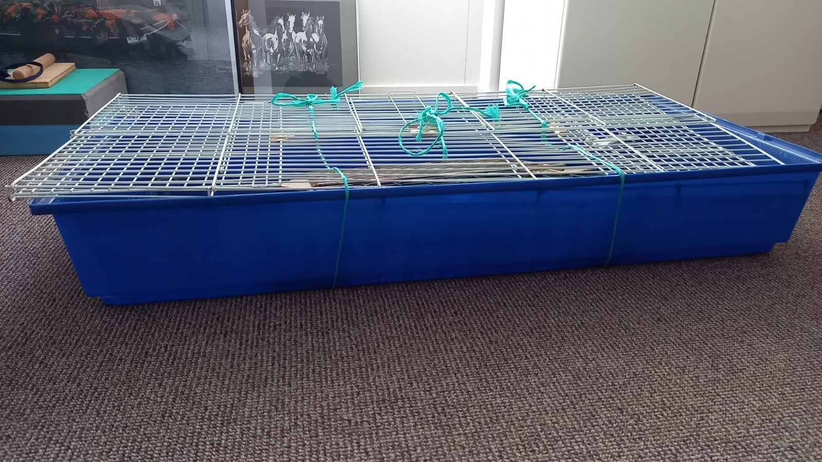 Konijnen kooi, Ophalen, 75 tot 110 cm, Kooi, Minder dan 60 cm