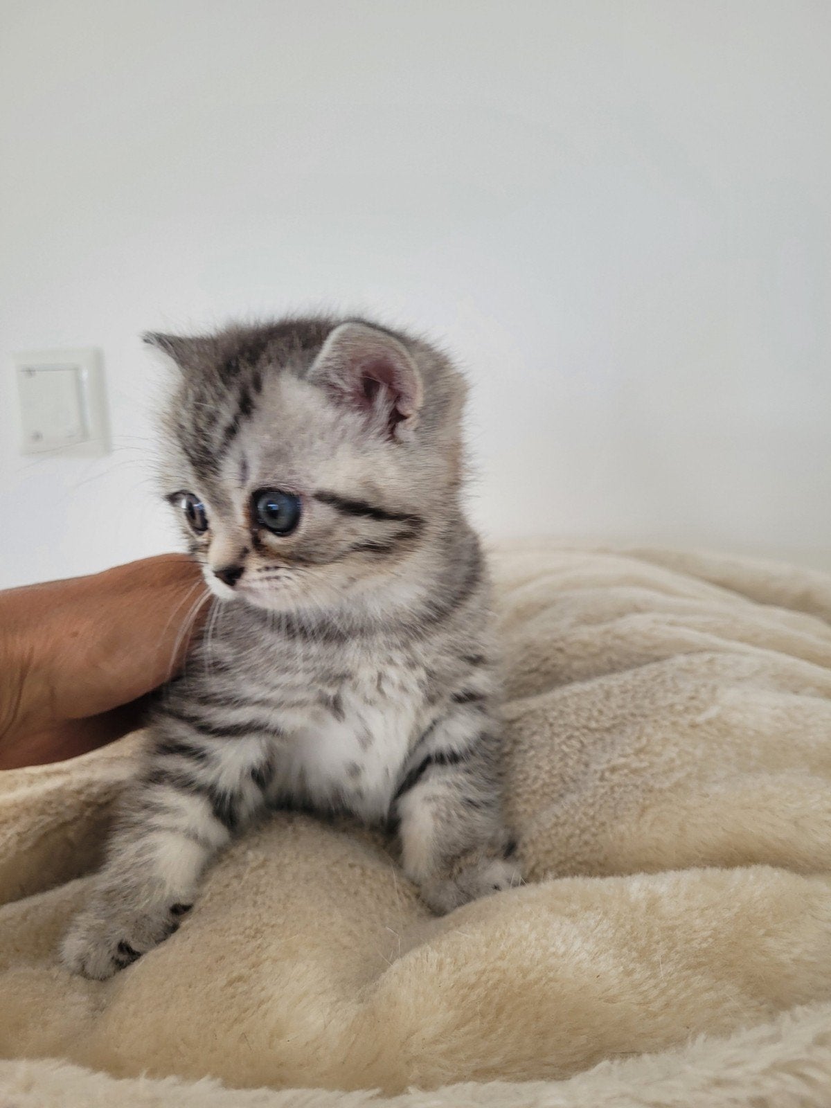 Mooie speelse  britche korthaar kitten (poes), Poes, 0 tot 2 jaar