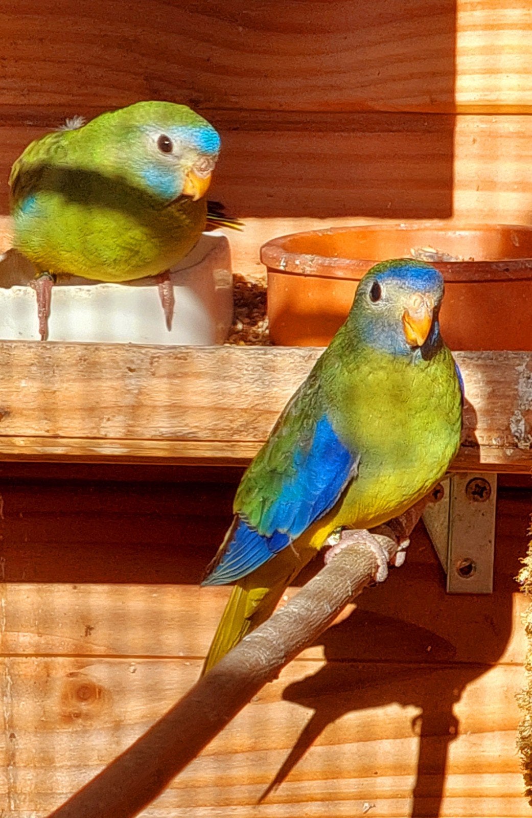 Turquoisines, Dieren en Toebehoren, Vogels | Parkieten en Papegaaien, Meerdere dieren, Parkiet